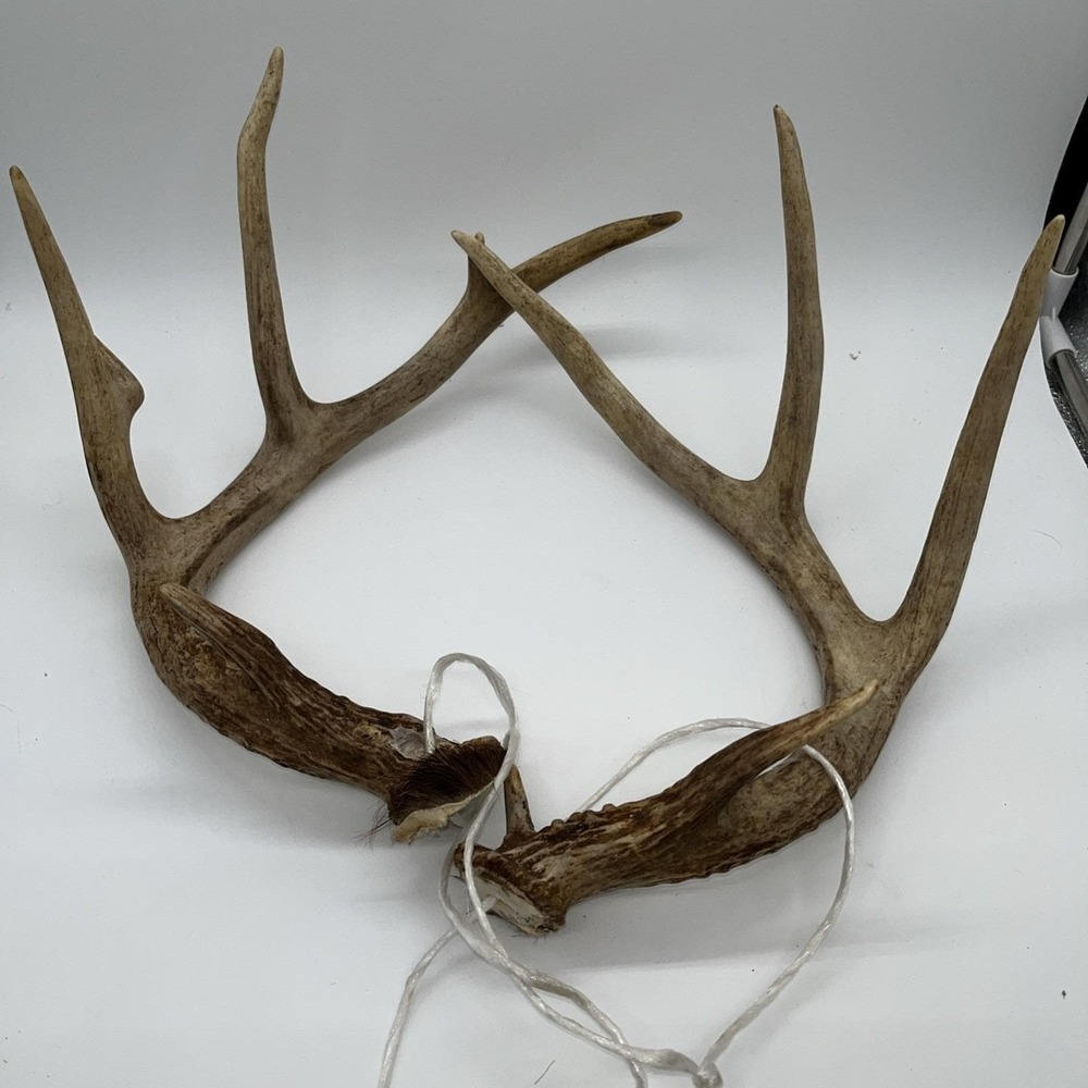 Indiana Deer Horns 11 Point Ratting Horns Knife Making Dog Chew